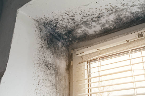 Affordable Mold Cleanup solutions in Runnemede, NJ